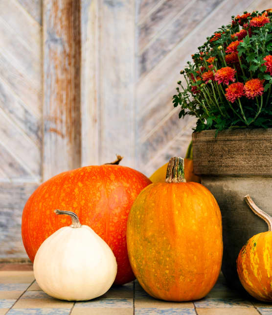 6 astuces pour conserver vos citrouilles d'Halloween plus longtemps